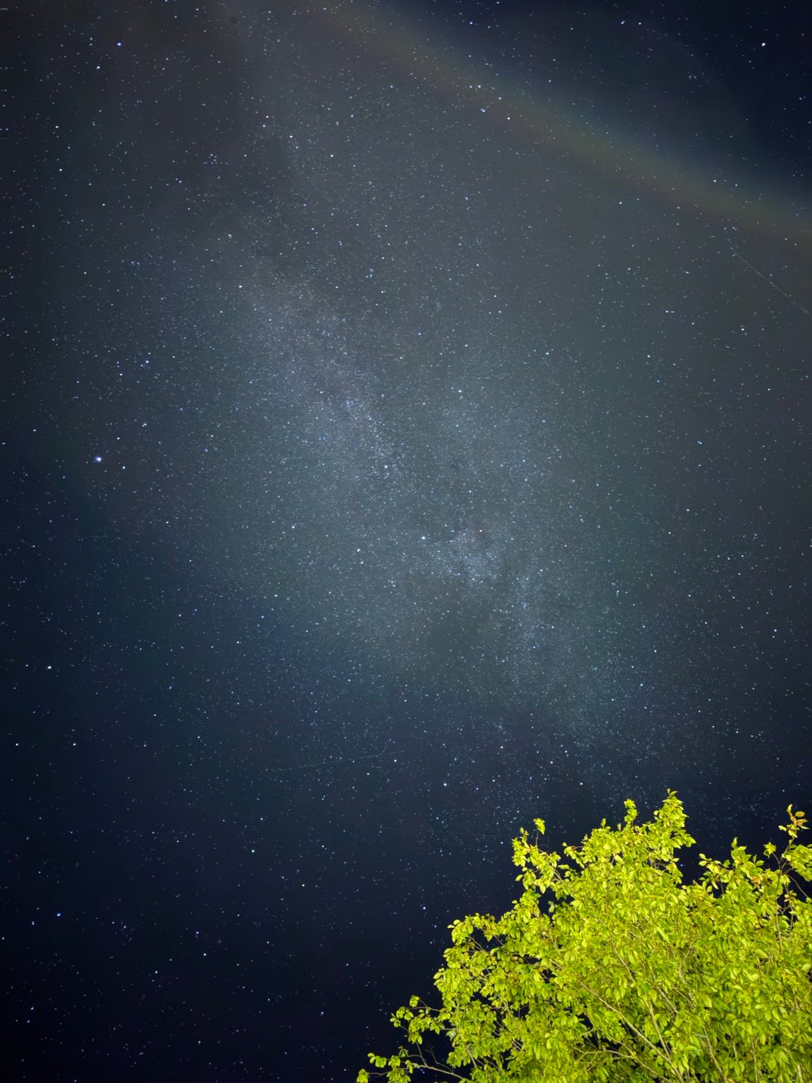 Star-filled night sky above a tree